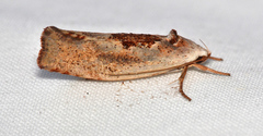 Tymbophora peltastis