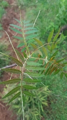 Bursera multijuga