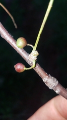 Bursera multijuga