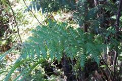 Dicksonia lanata