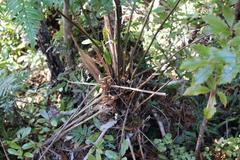 Dicksonia lanata