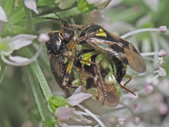Orthops campestris