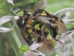 Orthops campestris