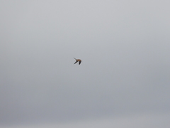 Falco cenchroides cenchroides