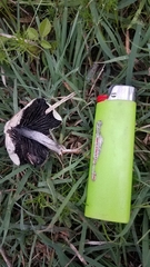 Panaeolus cyanescens