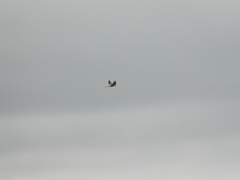 Falco cenchroides cenchroides