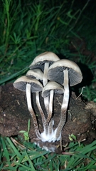 Panaeolus cyanescens
