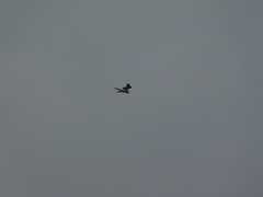 Falco cenchroides cenchroides