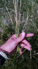 Elymus smithii