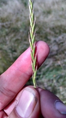 Elymus smithii