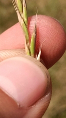 Elymus smithii