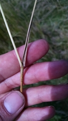 Elymus smithii