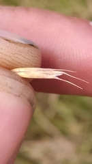 Elymus smithii