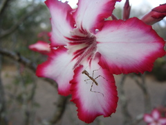 Adenium multiflorum