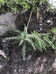 Cirsium eatonii clokeyi