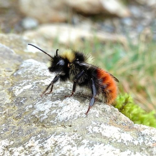 Mountain Bumble Bee