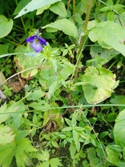 Viola disjuncta