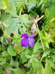 Viola disjuncta