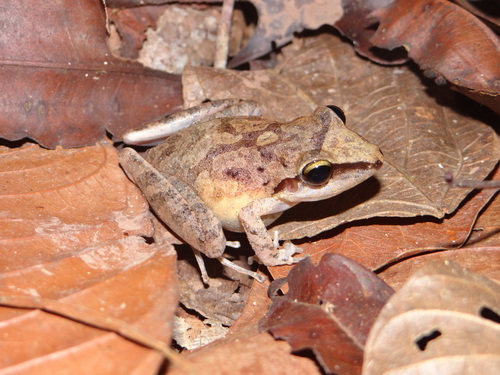 Pristimantis fenestratus