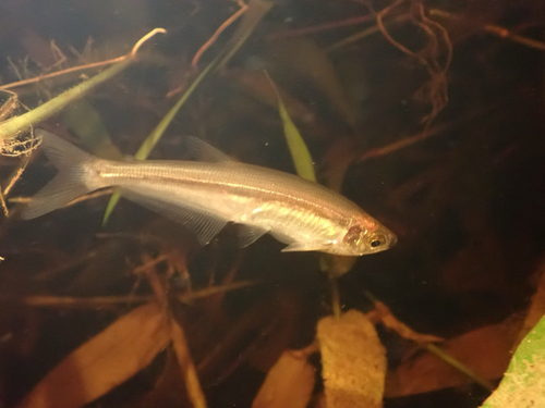Toothed piabucus (Piabucus dentatus) — Iguanodectidae