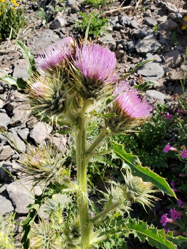 Image of Cirsium peckii by no rights reserved