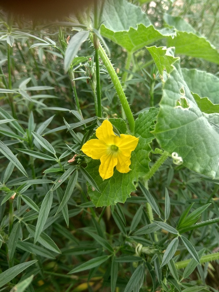 Cucumis sativus, Jatni, Odisha, India