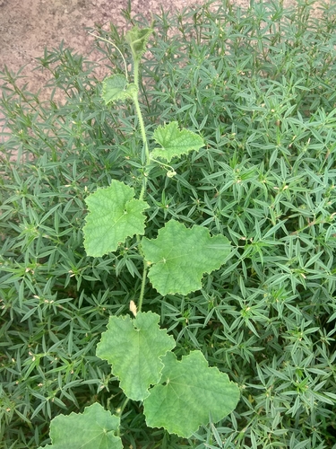 Cucumis sativus