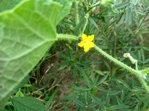 Cucumis sativus