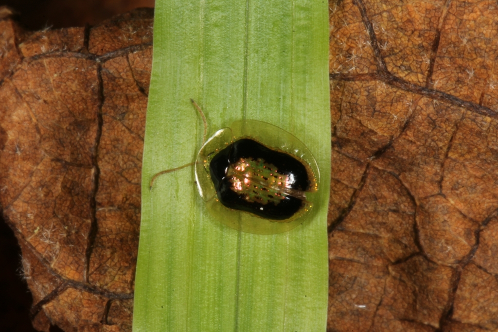 Microctenochira vivida