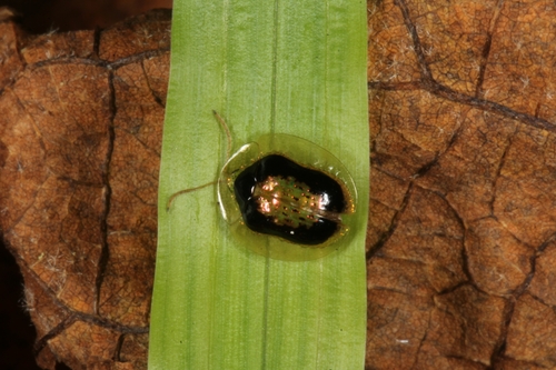 Microctenochira vivida