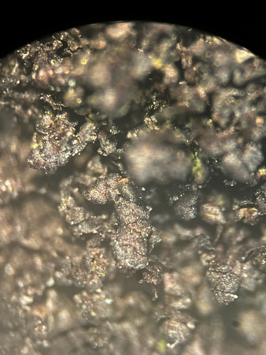 Frullania obscurifolia