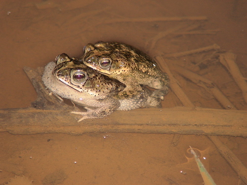 Rhinella major