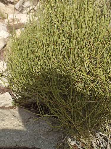 Ephedra breana, photograph 4