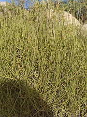 (c) Emily Roxana Alá Laurean, some rights reserved (CC BY-SA) Ephedra breana, photograph (c) Emily Roxana Alá Laurean, some rights reserved (CC BY-SA)