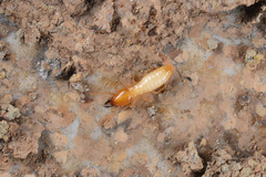 Coptotermes