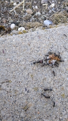Messor barbarus