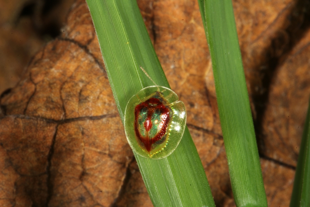 Charidotella amoena