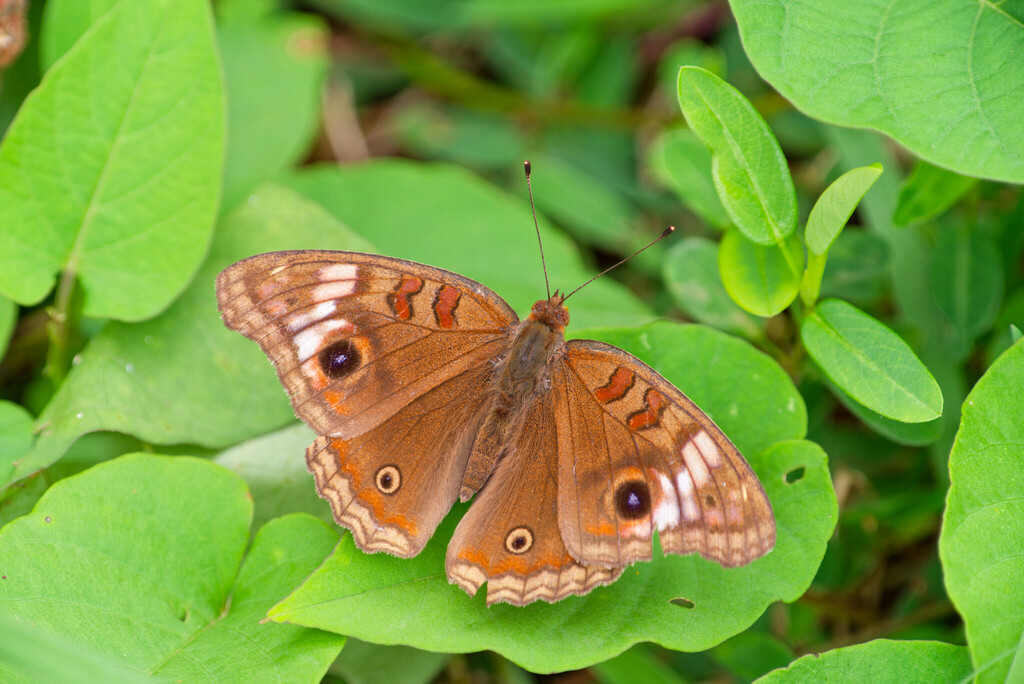 South American Mangrove Buckeye