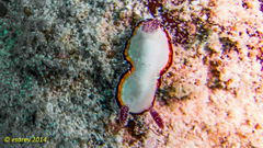 Goniobranchus preciosus image