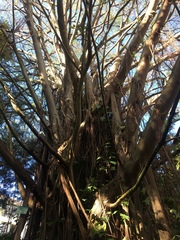 Ficus natalensis
