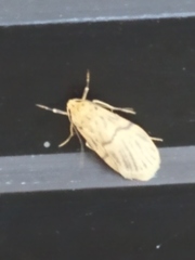 Miltochrista synestramena