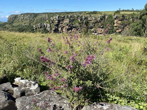 Syncolostemon rotundifolius