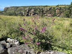 Syncolostemon rotundifolius