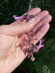 Syncolostemon rotundifolius, photograph (c) Sunčana Bradley, some rights reserved (CC BY)