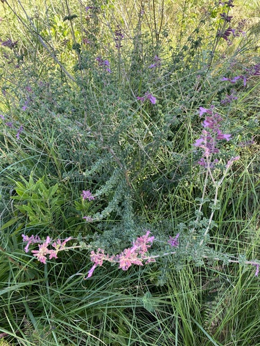 Syncolostemon rotundifolius, photograph 2