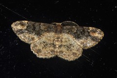 Parapholodes fuliginea