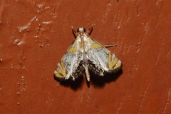 Nymphicula