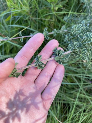 Syncolostemon rotundifolius, photograph 3