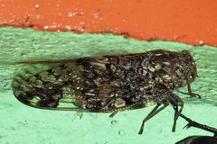 Platypleura assamensis