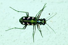 Cosmodela fleutiauxi